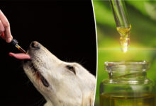 Chien prenant de l'huile de chanvre CBD