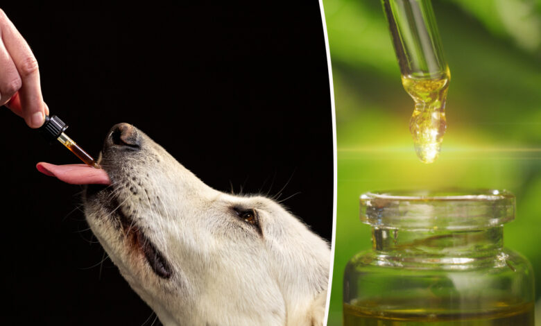Chien prenant de l'huile de chanvre CBD