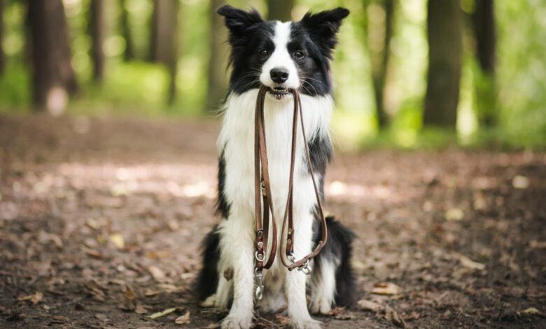 Un chien qui tient sa propre laisse