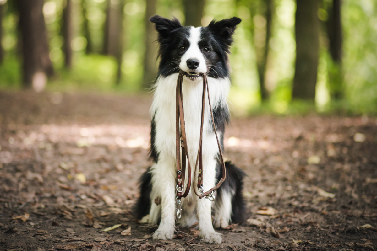 Un chien qui tient sa propre laisse