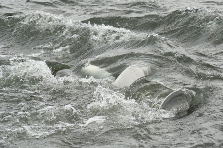 une hydrolienne de rivière immergée 