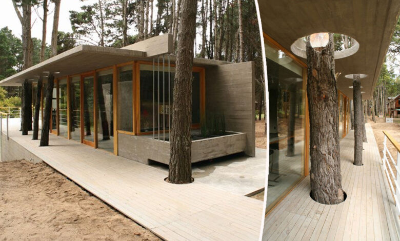 Une maison dans les arbres