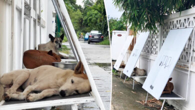 Un panneau publicitaire transformé en abri pour chien