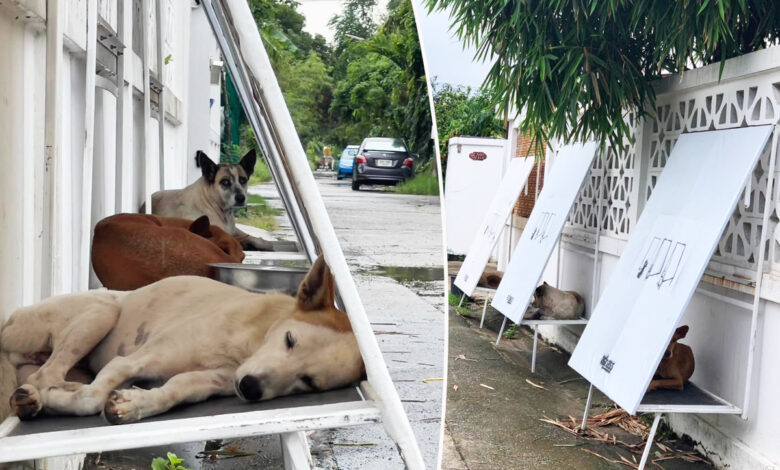 Un panneau publicitaire transformé en abri pour chien