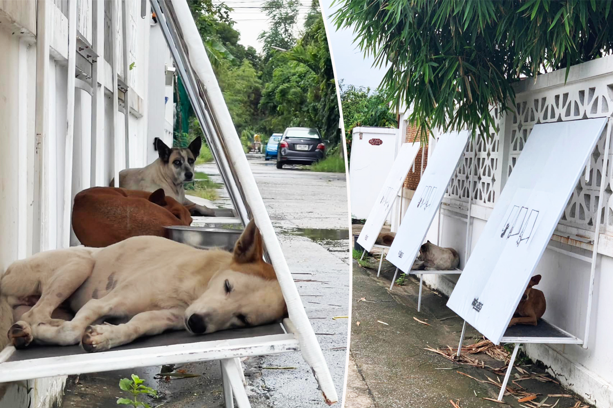 Un panneau publicitaire transformé en abri pour chien