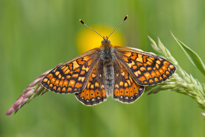 Damier de la succise (Euphydryas aurinia) posé sur un épi de graminée dans une prairie humide. Corrèze, Limousin, France.