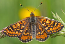 Damier de la succise (Euphydryas aurinia) posé sur un épi de graminée dans une prairie humide. Corrèze, Limousin, France. (Gros plan)