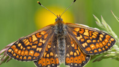 Damier de la succise (Euphydryas aurinia) posé sur un épi de graminée dans une prairie humide. Corrèze, Limousin, France. (Gros plan)