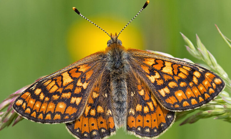 Damier de la succise (Euphydryas aurinia) posé sur un épi de graminée dans une prairie humide. Corrèze, Limousin, France. (Gros plan)