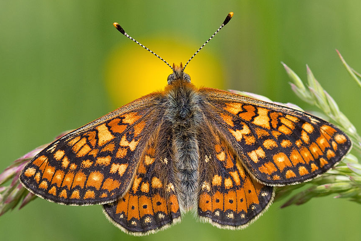 Damier de la succise (Euphydryas aurinia) posé sur un épi de graminée dans une prairie humide. Corrèze, Limousin, France. (Gros plan)