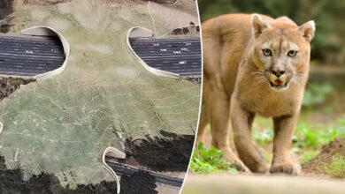 Un écopont géant pour faire traverser les animaux sauvages