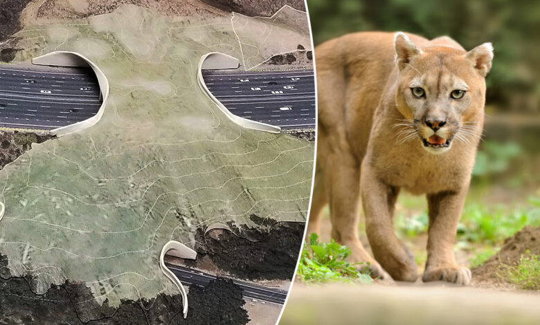 Un écopont géant pour faire traverser les animaux sauvages
