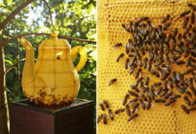 Une théière sculptée par des abeilles