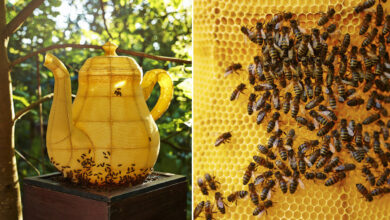 Une théière sculptée par des abeilles