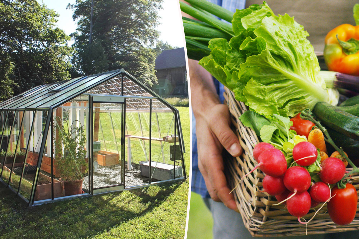 Des panneaux solaires transparents au dessus des serres, une nécessité et  une aubaine pour les agriculteurs - NeozOne