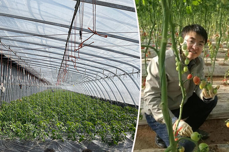 Des panneaux solaires transparents au dessus des serres, une nécessité et  une aubaine pour les agriculteurs - NeozOne