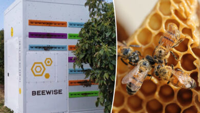 un container beewise avec des abeilles