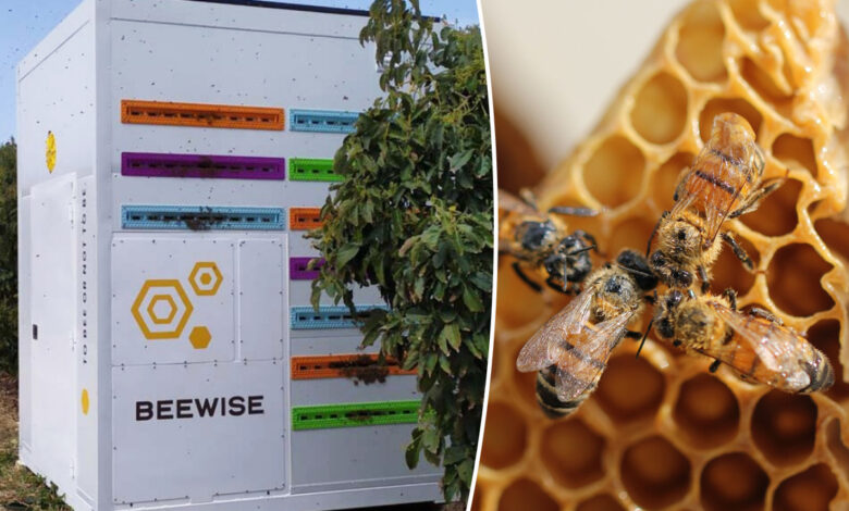 un container beewise avec des abeilles