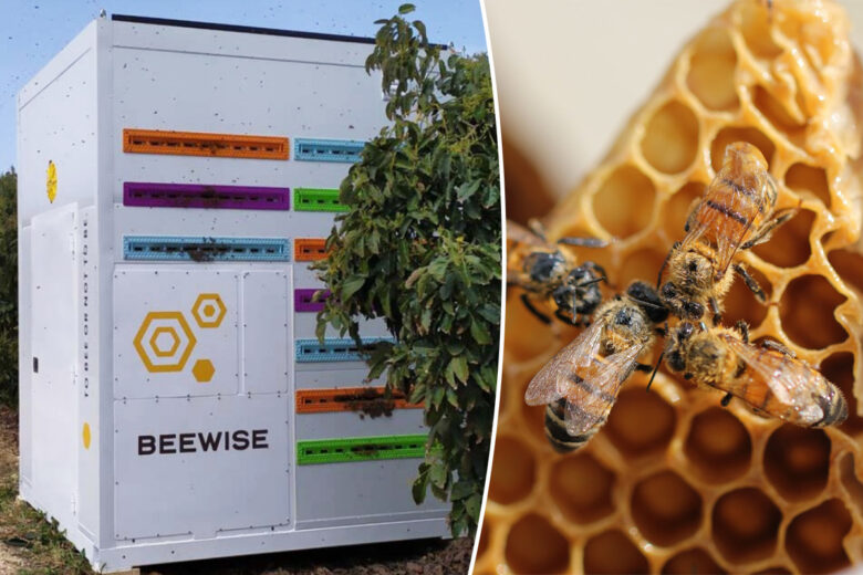 un container beewise avec des abeilles