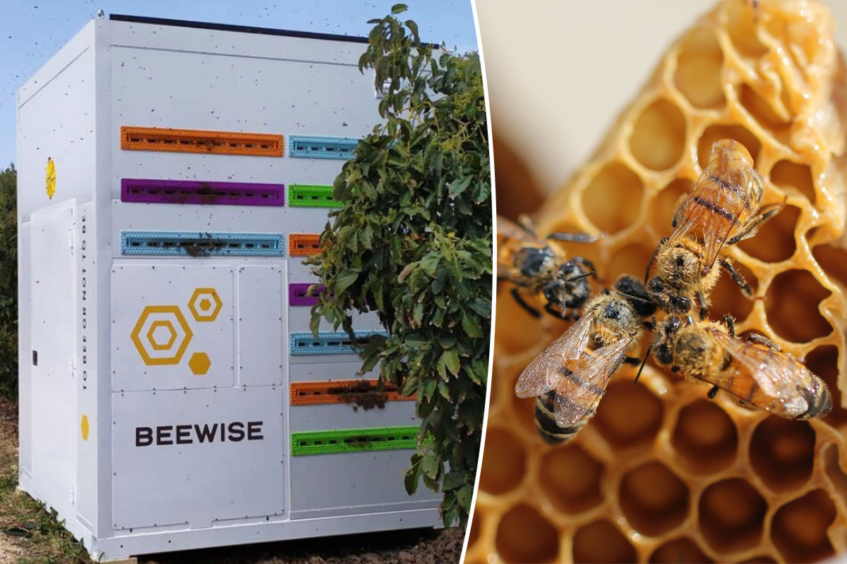 Hostabee connecte les ruches pour sauver les abeilles