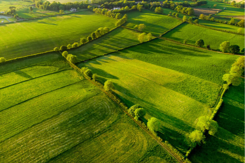 Des clôtures végétales dans des champs