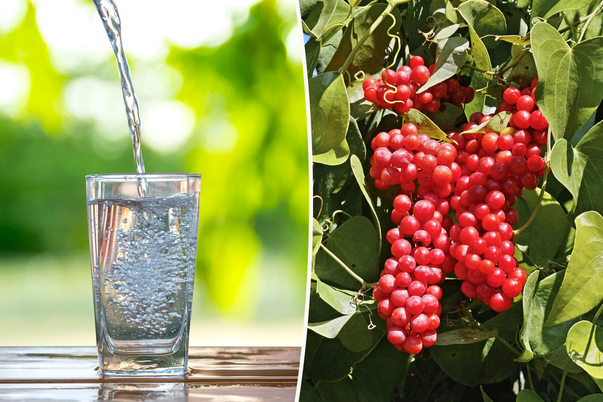 Les pastilles de purification d'eau sont-elles efficaces ?