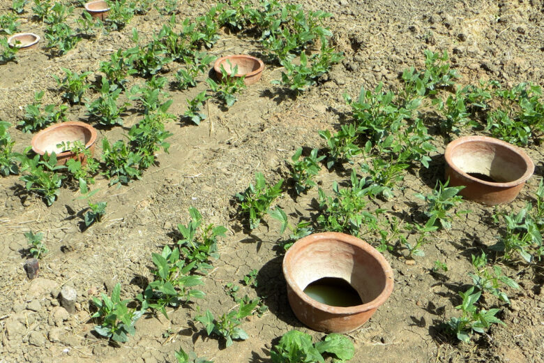 Culture de niébé irriguée par jarres enterrées.