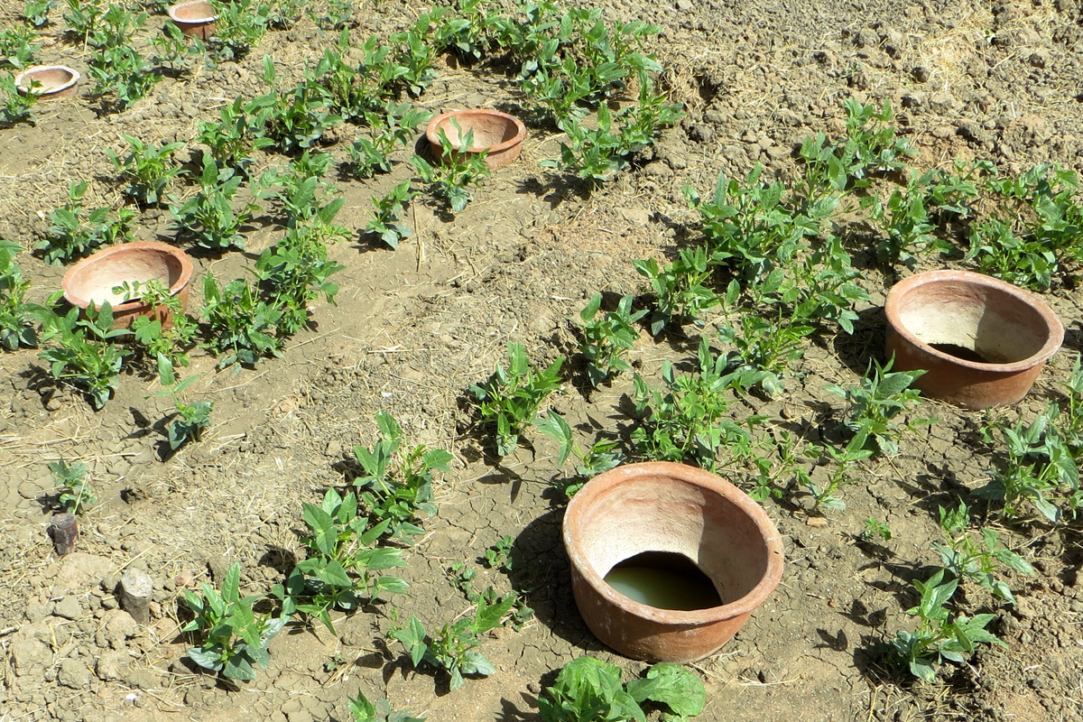 Un village alsacien utilise la technique ancestrale des jarres enterrées  (Oyas) pour économiser l'eau de ses jardins - NeozOne