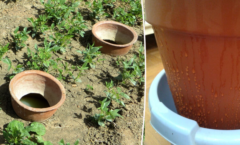 Culture de niébé irriguée par jarres enterrées. / Observation de l'écoulement de l'eau 24 h après remplissage.