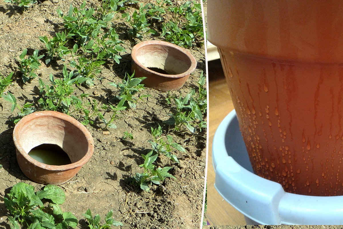 Culture de niébé irriguée par jarres enterrées. / Observation de l'écoulement de l'eau 24 h après remplissage.