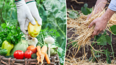 Agrotonome : ce potager composteur (terrasse et jardin) permet de