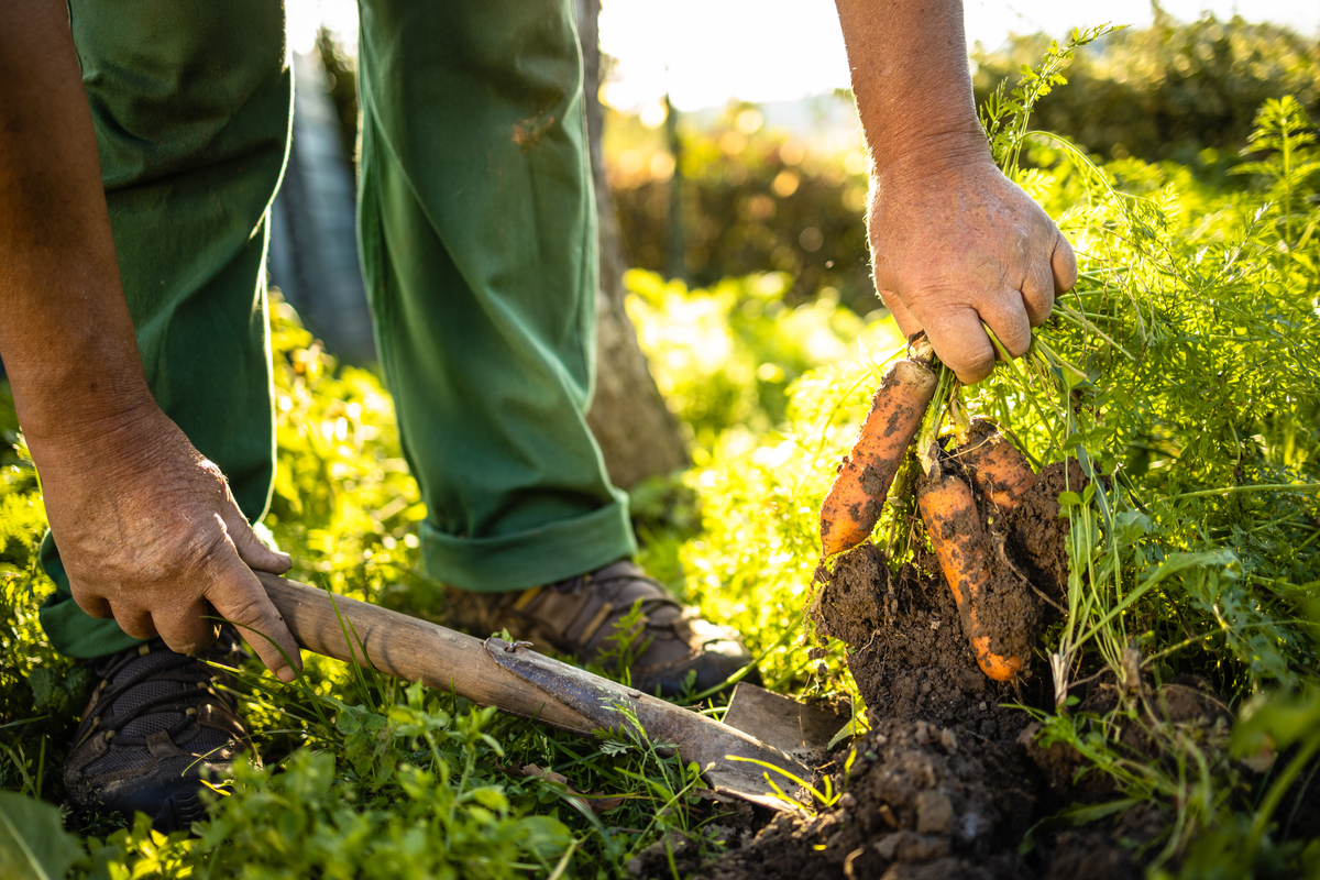 Le jardinage en permaculture : un choix éthique et durable pour un potager  responsable - By Sun Maison