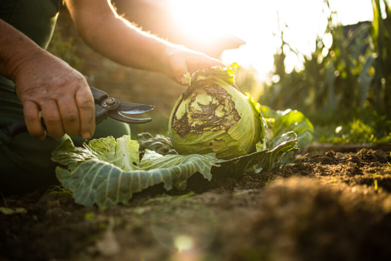 Un jardin potager