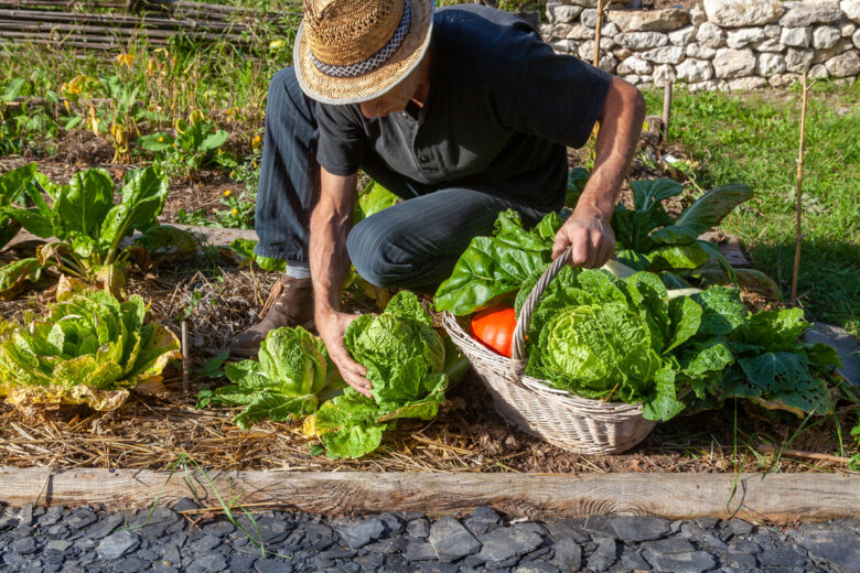 Un homme ramasse des légumes