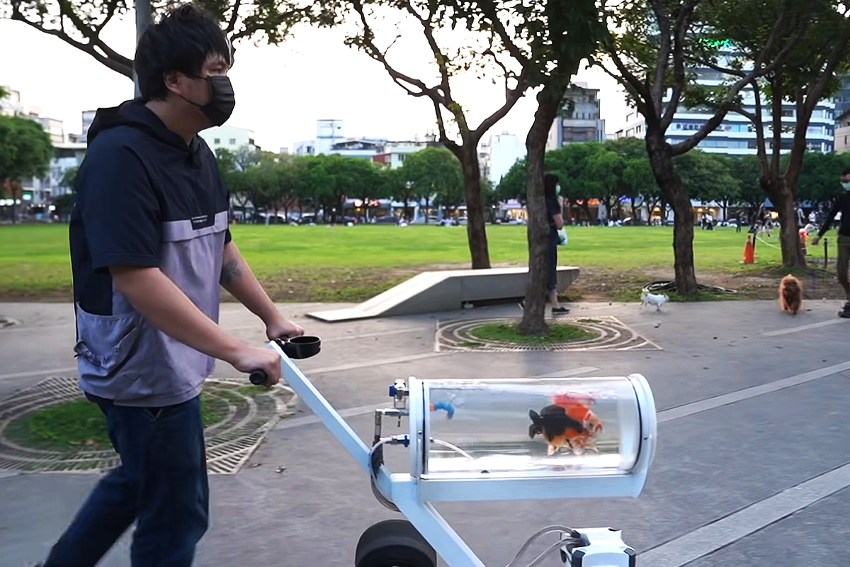 Un homme pousse une poussette aquarium avec des poissons rouges