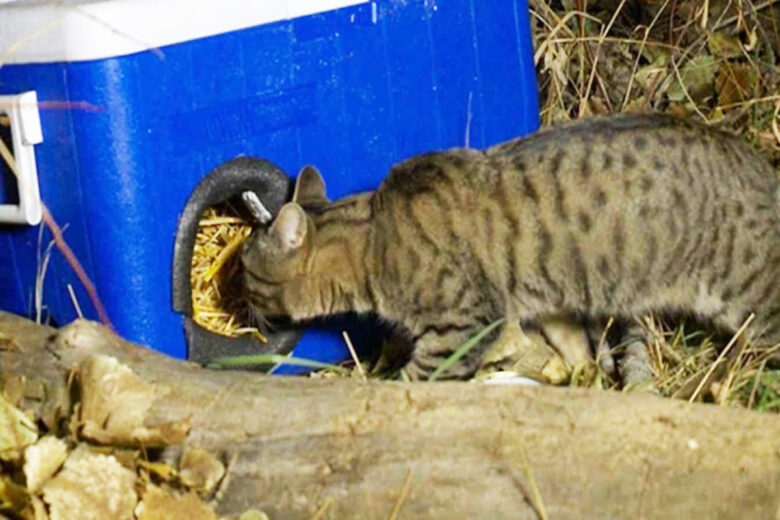 Un chat rentre dans une glacière transformée en abris