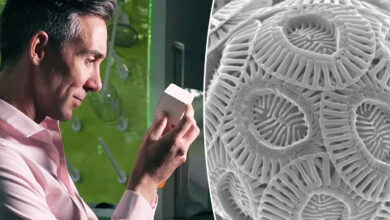 Le spécialiste des matériaux Wil Srubar avec un échantillon de béton fabriqué à partir de calcaire biogénique (gauche) et une micrographie électronique à balayage d'une cellule coccolithophore (droite).