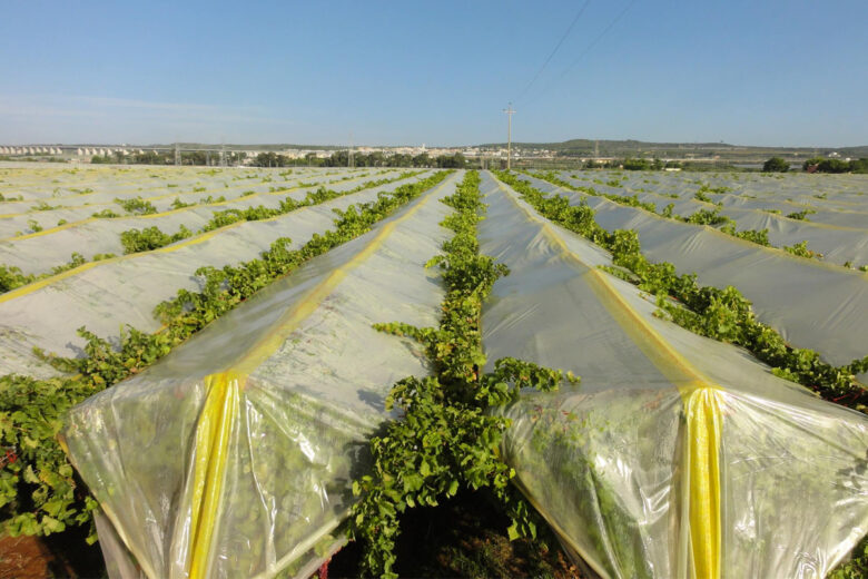 Un film de protection pour les vignes