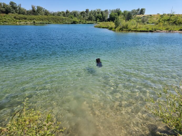 un chien dans le lac de Miribel Jonage