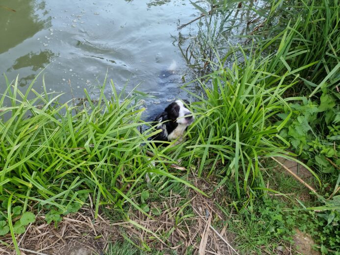 un border colie se baigne à Miribel Jonage