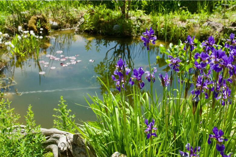 une mare dans un jardin en fleur