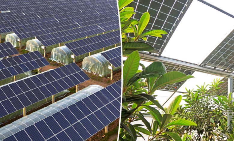 des panneaux solaires transparents sur des serres