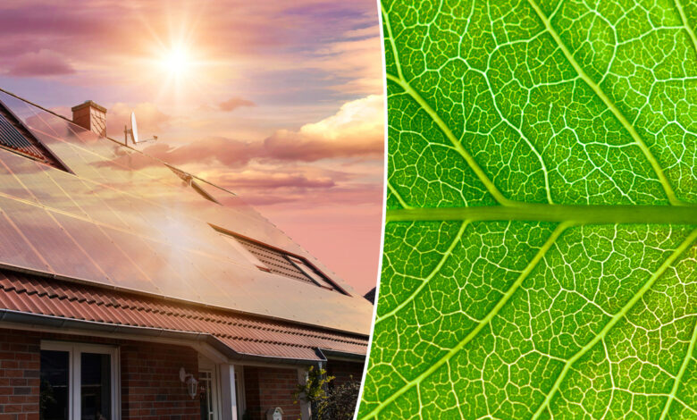 Des nanoparticules qui imitent les pigments végétaux pour fournir de meilleurs panneaux solaires