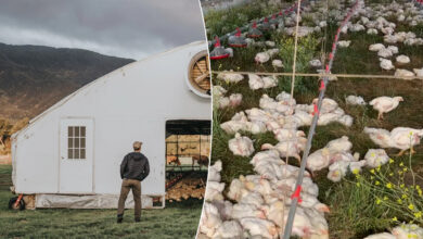 Le poulailler Pasturebird et les poules à l'intérieur