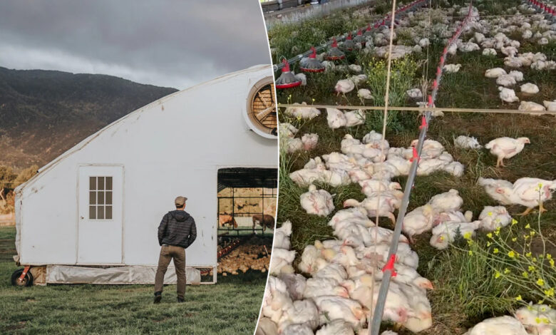 Le poulailler Pasturebird et les poules à l'intérieur