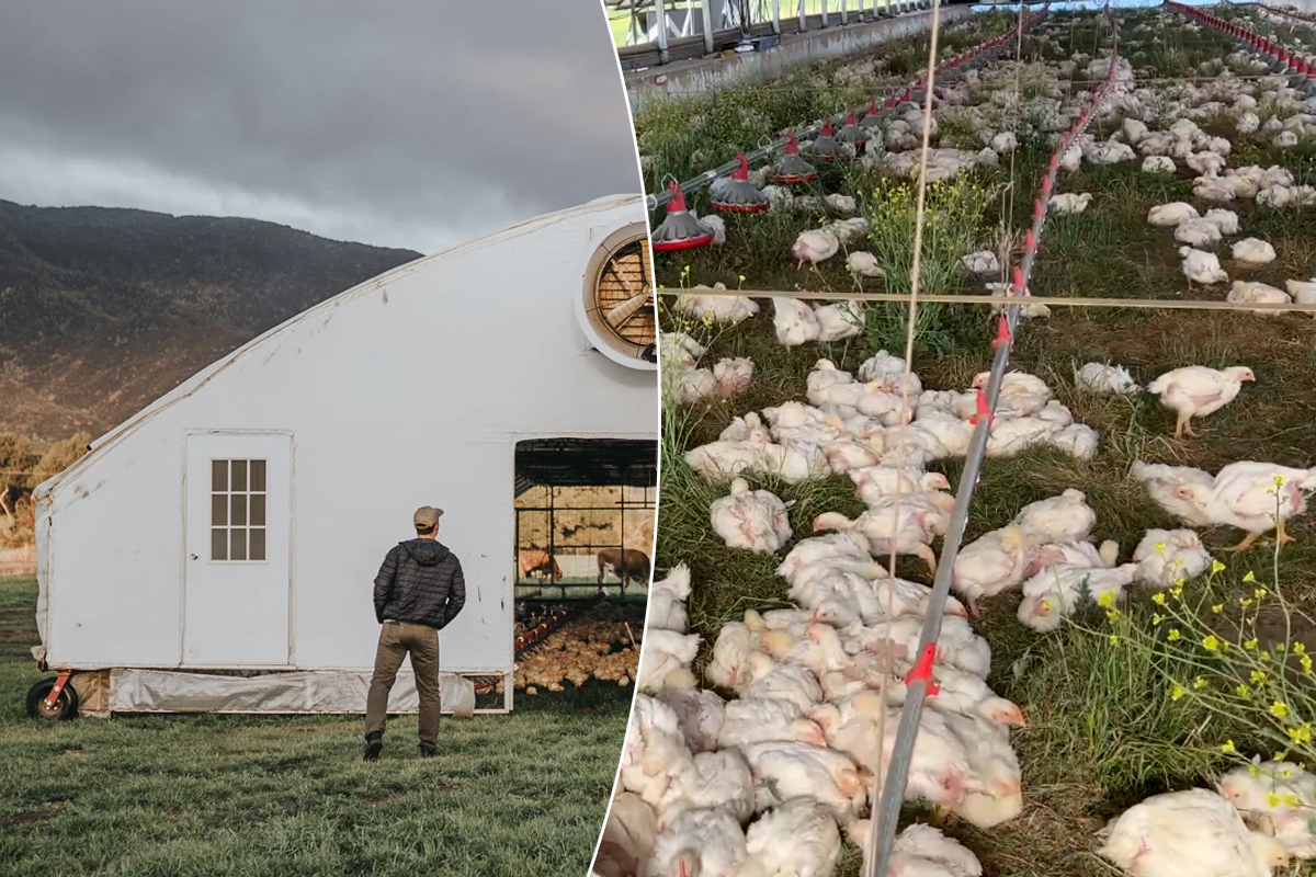 Le poulailler Pasturebird et les poules à l'intérieur