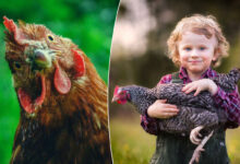 Des poules comme animaux de compagnie