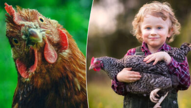 Des poules comme animaux de compagnie