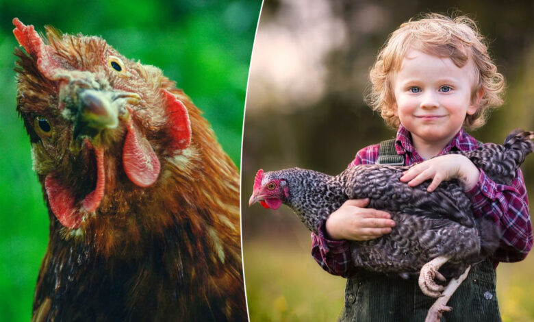 Des poules comme animaux de compagnie