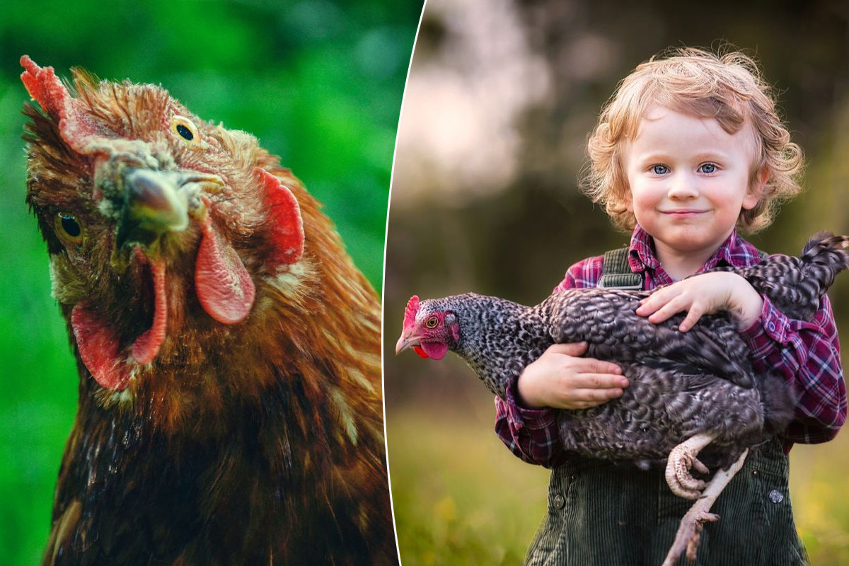 Des poules comme animaux de compagnie